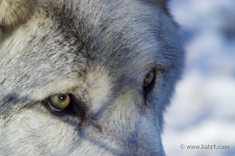 Arctic Wolf 011